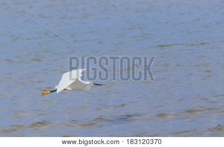 Egret flying over beach and waves ocean and blue sky background.