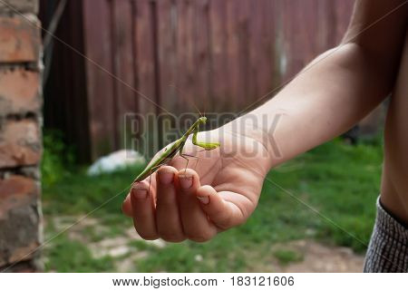 Green praying mantis on hand, a large insect