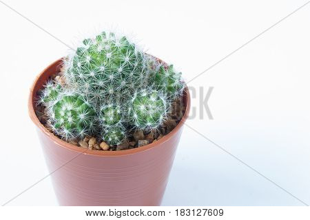 Cactus in plastic pot isolated on white background