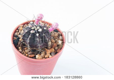 Cactus with pink flower isolated on white background