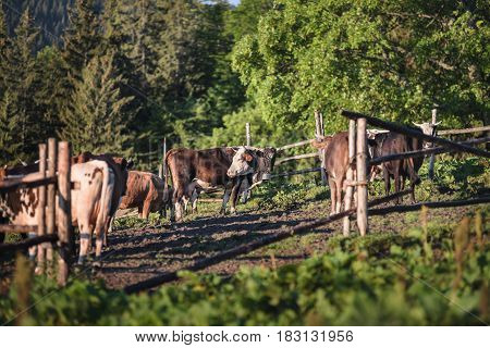 Cows at a mountain flank on a pasture in summer. Corral with cows at mountains. Pasturage of livestock on a mountain hill.