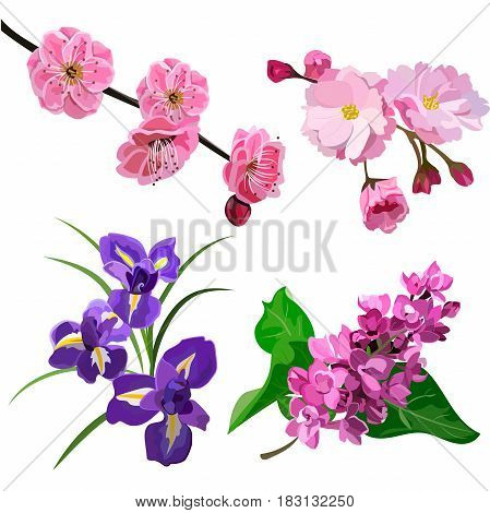 Very high quality original vector set with spring flowers, cherry and peach plossom, iris, lilac. Bouqet for easter