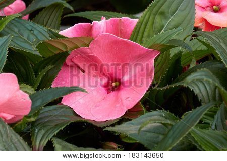 Dipladenia Mandevilla In Bloom In Spring