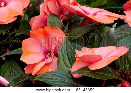 Dipladenia Mandevilla In Bloom In Spring