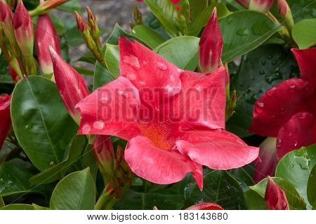 Dipladenia Mandevilla In Bloom In Spring