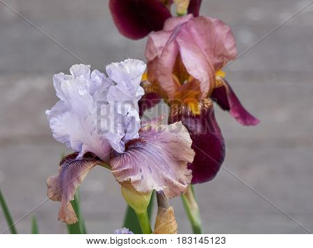 Iris Gladiolus In Bloom In The Garden