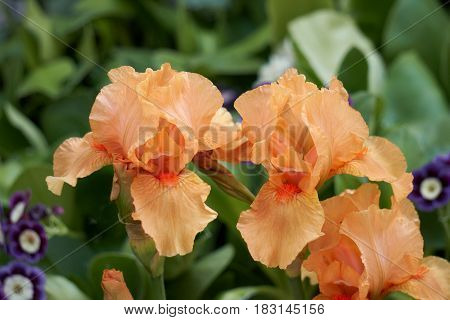 Iris Gladiolus In Bloom In The Garden