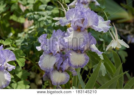 Iris Gladiolus In Bloom In The Garden