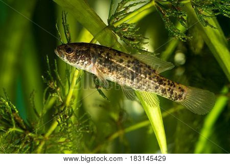 European mudminnow Umbra krameri fresh water fish