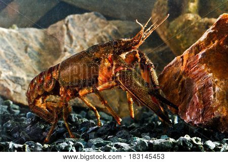 Lobster like freshwater Eastern crayfish on the pond