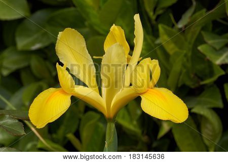 Iris Gladiolus In Bloom In The Garden