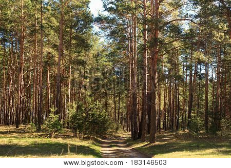 Spring Landscape In The Pine Forest During The Day