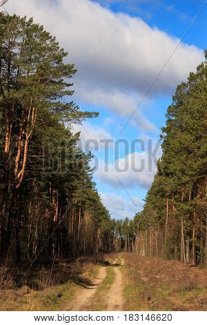 Spring Landscape In The Pine Forest During The Day