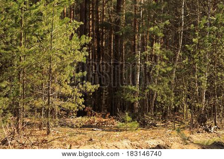 Spring Landscape In The Pine Forest During The Day