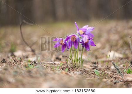 macro beautiful delicate purple flowers snowdrop in spring steppe.