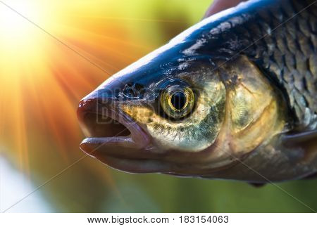 Chub fish close up . Beautiful fish caught in the river on summer.