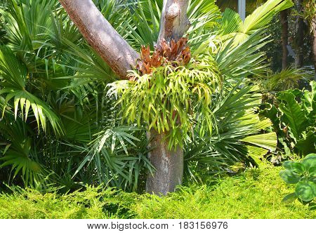 Platycerium Fern On Tree