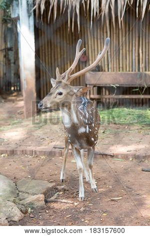 The chital or cheetal also known as spotted deer or axis deer that live in the zoo of thailand