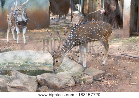 The chital or cheetal also known as spotted deer or axis deer that live in the zoo of thailand