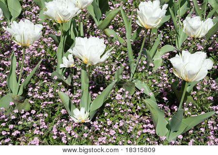 miosótis e tulipas brancas
