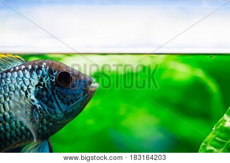Nannacara. Azure fish floats to the surface. A strip of light. Aquarium.