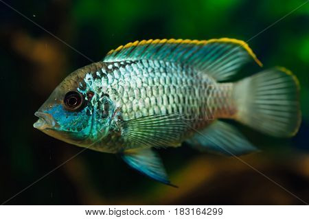 Nannacara. Blue aquarium fish on a background of algae.
