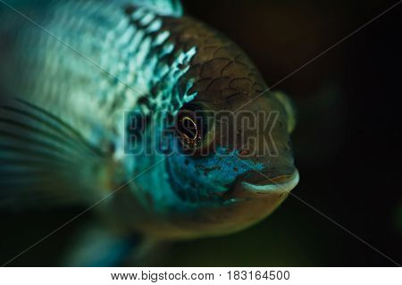 Nannacara. Blue fish on a dark background.