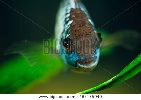Nannacara. Blue fish on a background of seaweed.