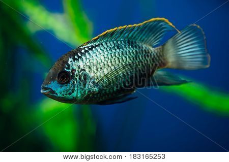 Nannacara. Blue aquarium fish on a background of algae.