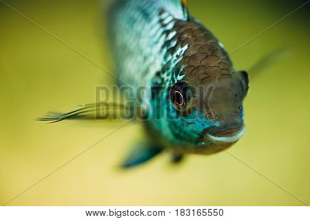 Nannacara. Blue fish on a light background.