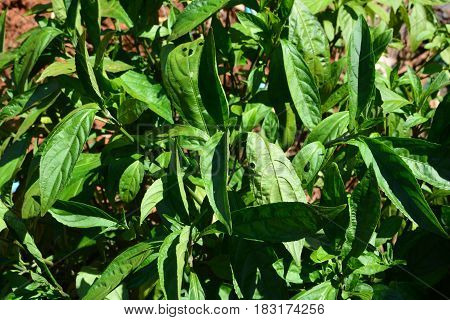 Indigo leafs on tree (Indigofera tinctoria L)