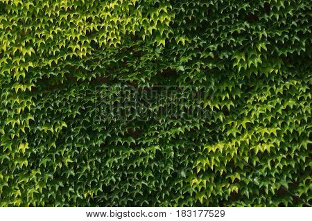 Ivy Plant Testure