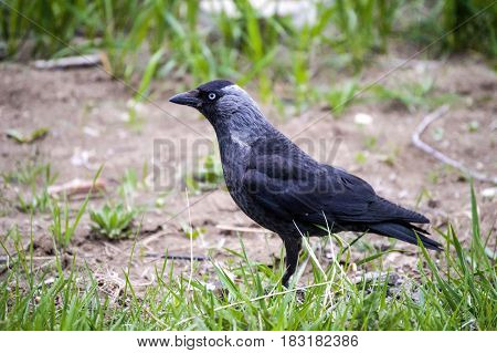 Crow, smart crow looking for bait, intelligent bird-type crow, cute black crow