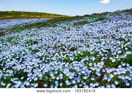 Beautiful flower field of nemophila, also called baby blue eyes, at Hitachi Seaside Park in Japan