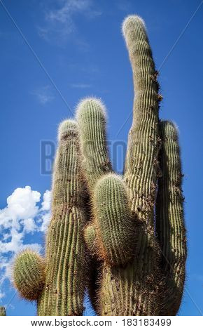 Giant Cactus In The Desert, Argentina