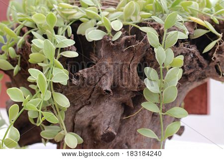 Dischidia nummularia Variegata planted in old wooden pot