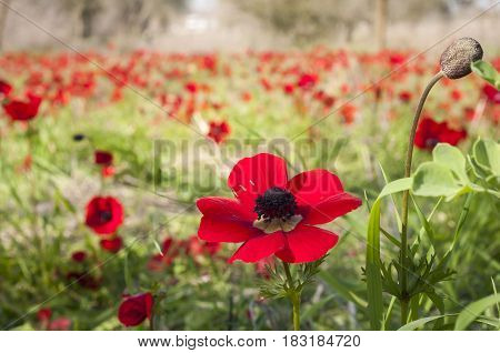 Red anemones in the Negev desert cover the land as a live carpet. These flower meadows attract a lot of visitors.