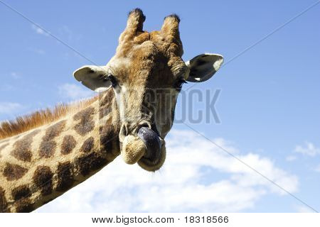 ยีราฟ licking nostril