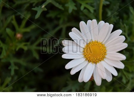 Close look on Leucanthemum flower in blosom