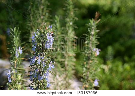 Blosom Rosemary herb in the field or small bush of Rosemary