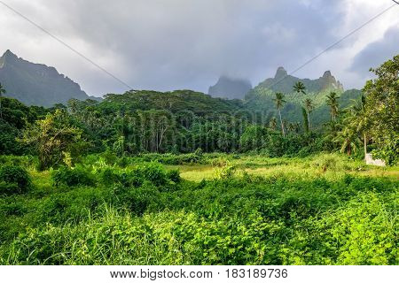 Moorea Island Jungle And Mountains Landscape