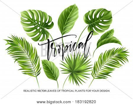 Tropical palm leaves set isolated on white background. Vector illustration EPS10