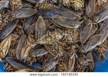 Giant Water Bug , animal in thailand