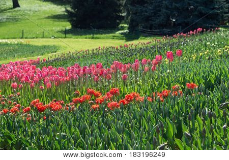 Many red and pink tulips in the park