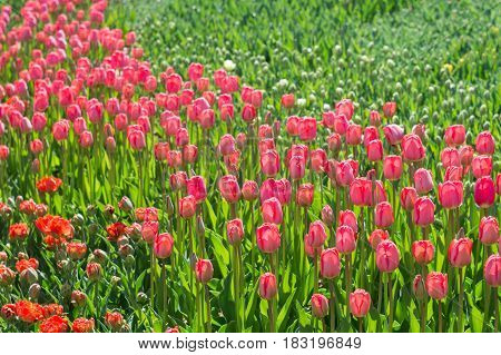 Many red and pink tulips in the park