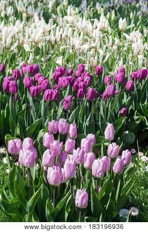 Many white lilac and purple tulips in the park
