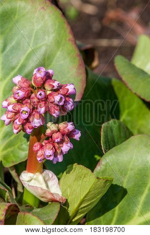 Flowering badan early in the morning with closed buds