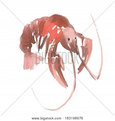 The red omar isolated on white background watercolor illustration in hand-drawn style.