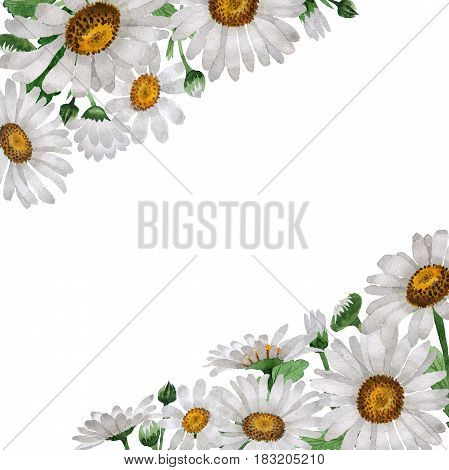 Wildflower chamomile flower frame in a watercolor style isolated. Full name of the plant: chamomile, daisy wheel .Aquarelle wild flower for background, texture, wrapper pattern, frame or border.