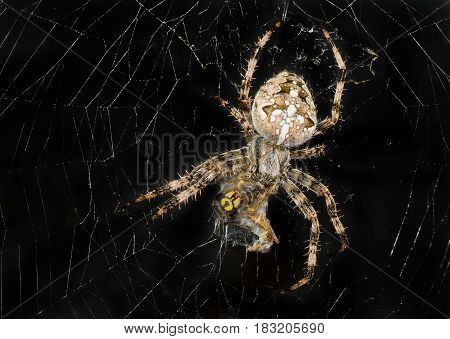 Night image of spider wrapping its victim (wasp) up into the web for further eating.